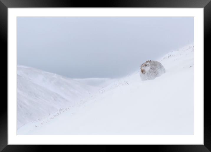 Mountain Hare in Snowstorm Framed Mounted Print by Arterra 