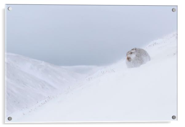 Mountain Hare in Snowstorm Acrylic by Arterra 