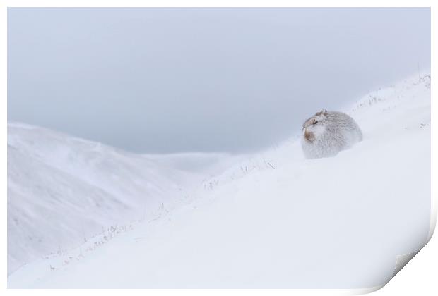 Mountain Hare in Snowstorm Print by Arterra 