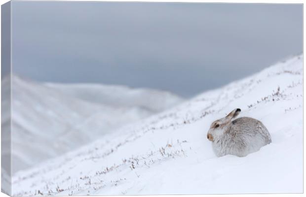 Mountain Hare in Scottish Winter Canvas Print by Arterra 