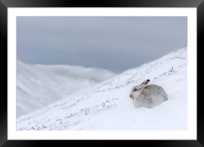 Mountain Hare in Scottish Winter Framed Mounted Print by Arterra 