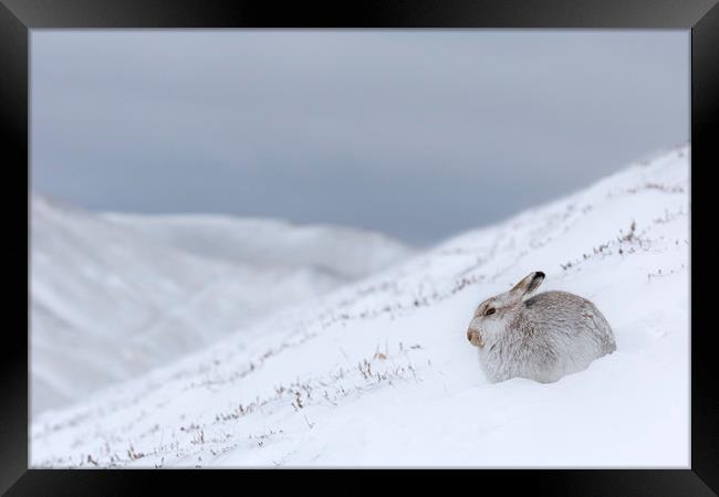 Mountain Hare in Scottish Winter Framed Print by Arterra 