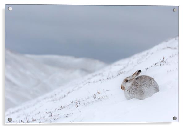 Mountain Hare in Scottish Winter Acrylic by Arterra 
