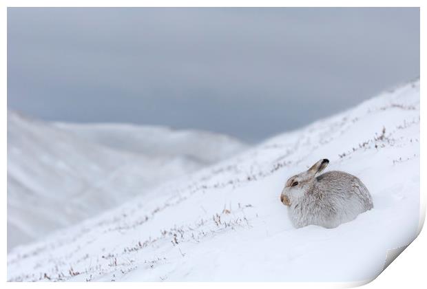 Mountain Hare in Scottish Winter Print by Arterra 