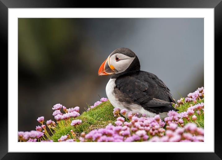 Puffin in Scotland Framed Mounted Print by Arterra 