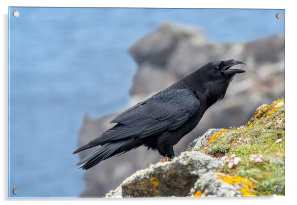 Raven in Scotland Acrylic by Arterra 