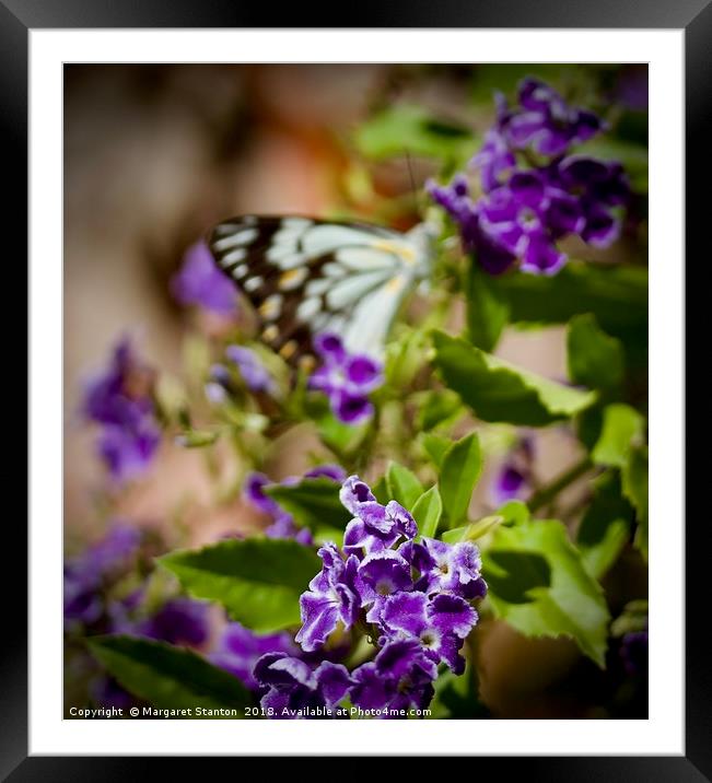Butterfly daydream  Framed Mounted Print by Margaret Stanton