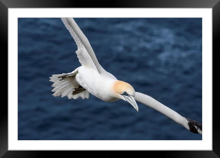 Northern gannet in Flight Framed Mounted Print by Arterra 