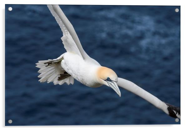 Northern gannet in Flight Acrylic by Arterra 