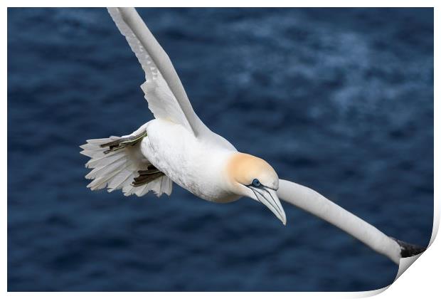 Northern gannet in Flight Print by Arterra 