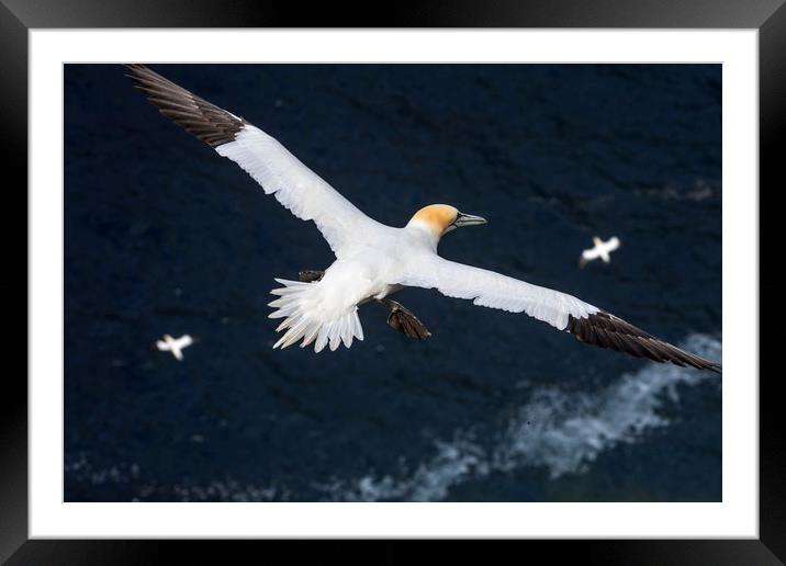 Northern Gannets soaring over Ocean Framed Mounted Print by Arterra 