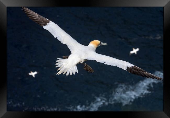 Northern Gannets soaring over Ocean Framed Print by Arterra 