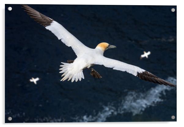 Northern Gannets soaring over Ocean Acrylic by Arterra 