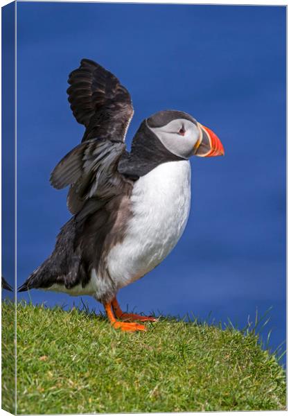 Puffin Stretching Wings Canvas Print by Arterra 