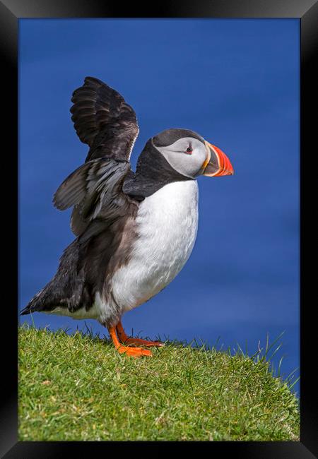Puffin Stretching Wings Framed Print by Arterra 