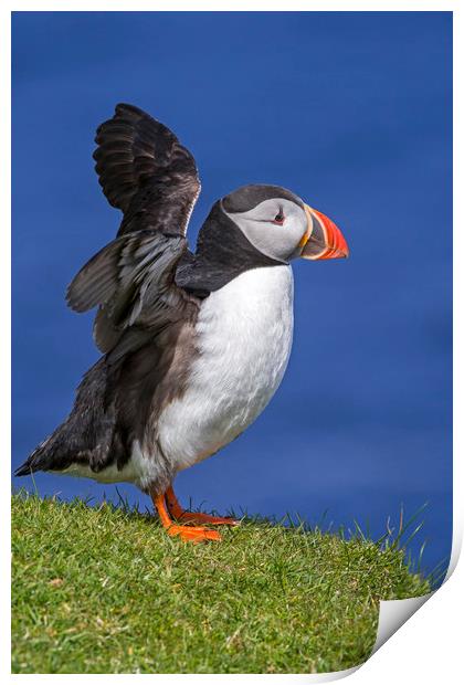 Puffin Stretching Wings Print by Arterra 