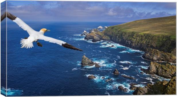 Gannet flying over Hermaness, Shetland Canvas Print by Arterra 