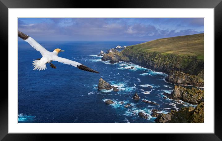 Gannet flying over Hermaness, Shetland Framed Mounted Print by Arterra 
