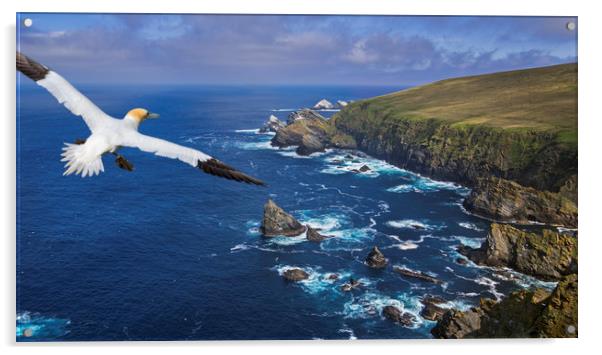 Gannet flying over Hermaness, Shetland Acrylic by Arterra 