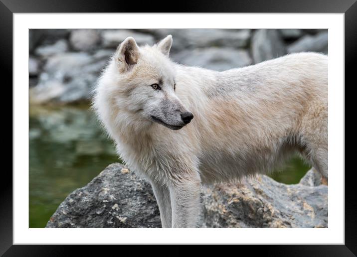 Canadian Arctic Wolf Framed Mounted Print by Arterra 