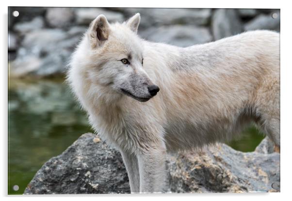 Canadian Arctic Wolf Acrylic by Arterra 