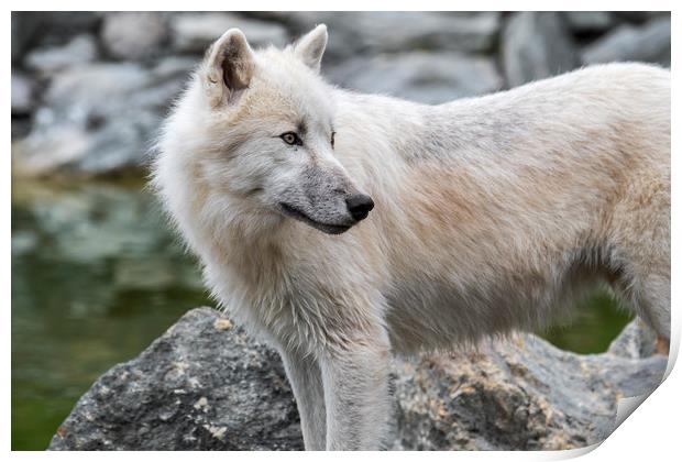 Canadian Arctic Wolf Print by Arterra 