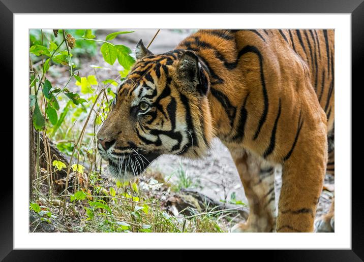 Sumatran Tiger Framed Mounted Print by Arterra 