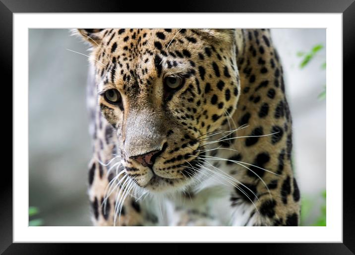 Persian Leopard Framed Mounted Print by Arterra 