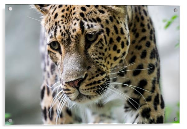 Persian Leopard Acrylic by Arterra 