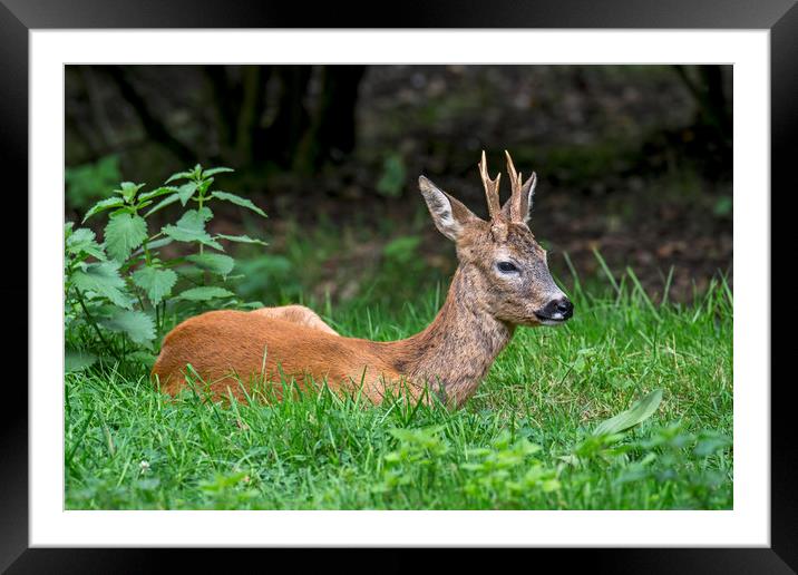 Roe Deer Buck Framed Mounted Print by Arterra 