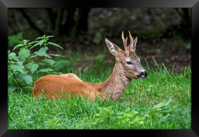 Roe Deer Buck Framed Print by Arterra 