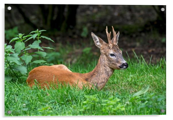 Roe Deer Buck Acrylic by Arterra 