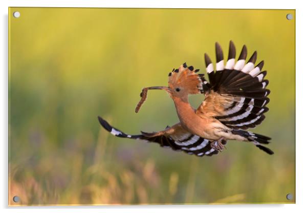 Eurasian Hoopoe in Flight Acrylic by Arterra 