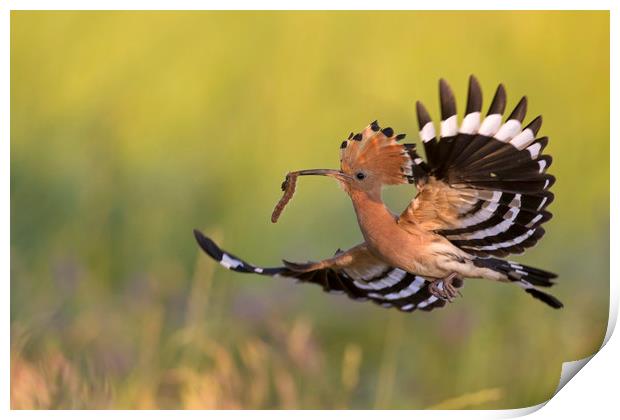 Eurasian Hoopoe in Flight Print by Arterra 