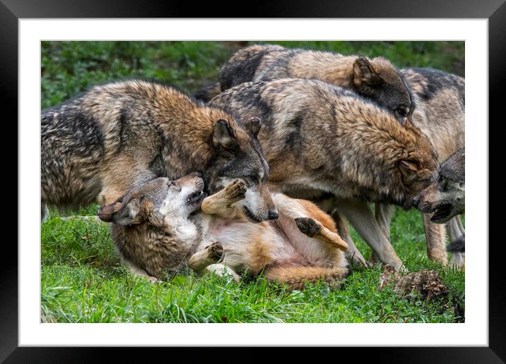Wolf Pack Framed Mounted Print by Arterra 