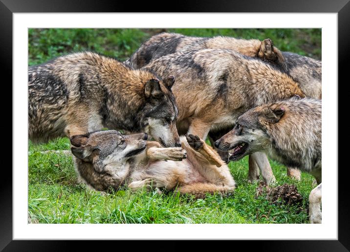 Grey Wolf Pack Framed Mounted Print by Arterra 