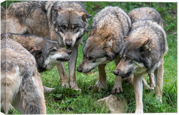 Welcome in the Wolf Pack Canvas Print by Arterra 