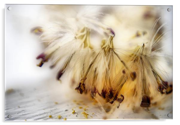 Gerbera Seeds Acrylic by Karen Martin