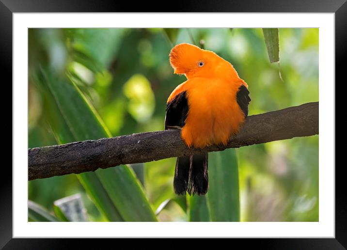 Andean cock-of-the-rock Framed Mounted Print by Arterra 