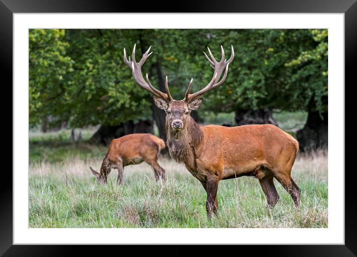 Red Deer Stag with Hind Framed Mounted Print by Arterra 
