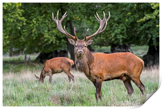 Red Deer Stag with Hind Print by Arterra 