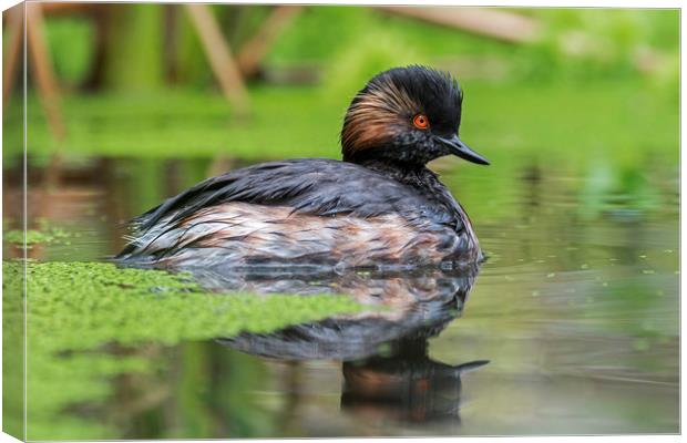 Black-necked Grebe Canvas Print by Arterra 