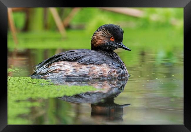 Black-necked Grebe Framed Print by Arterra 