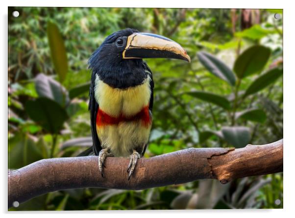 Black-necked Aracari  Acrylic by Arterra 