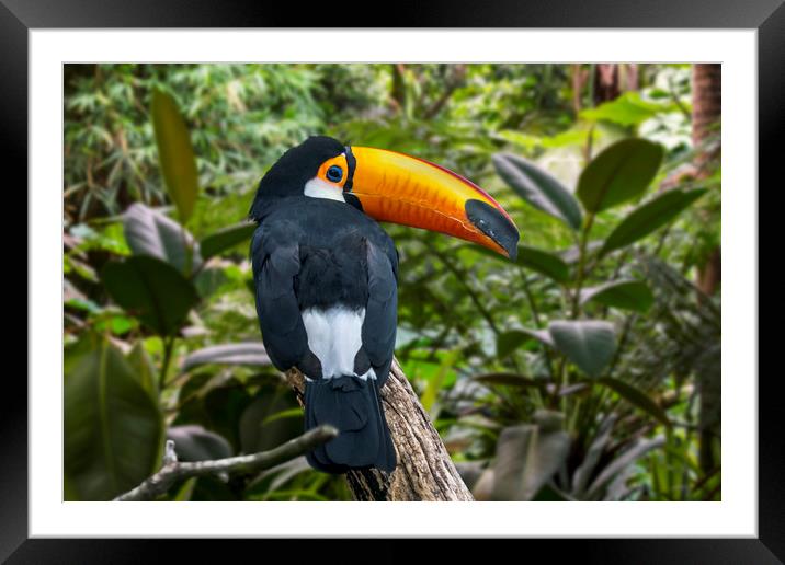 Toco Toucan Framed Mounted Print by Arterra 