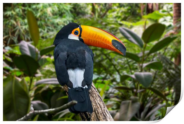 Toco Toucan Print by Arterra 