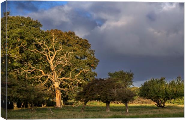 Dead Oak Tree Canvas Print by Arterra 