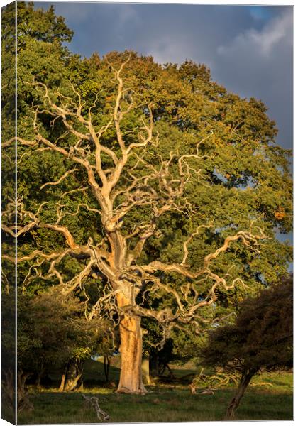 Dead English Oak Tree Canvas Print by Arterra 