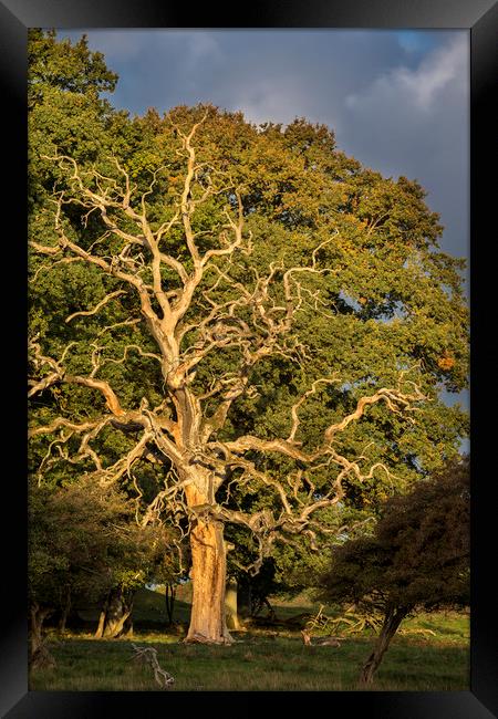 Dead English Oak Tree Framed Print by Arterra 
