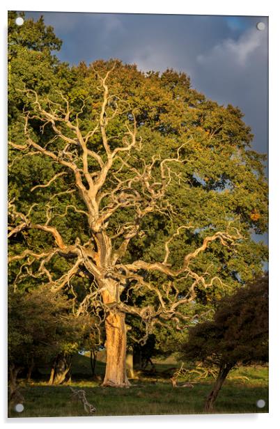 Dead English Oak Tree Acrylic by Arterra 